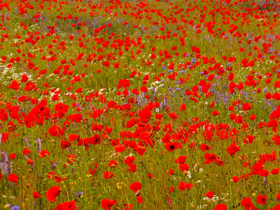 Flowers cornflower field