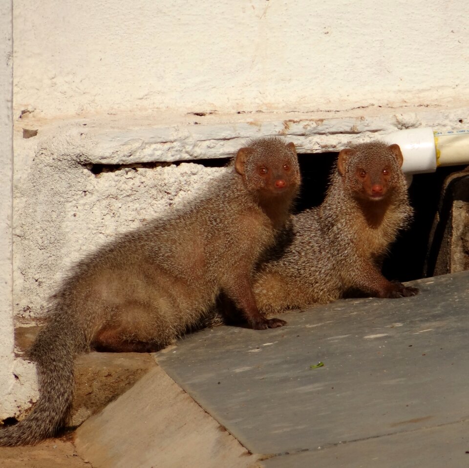 Animal dharwad india