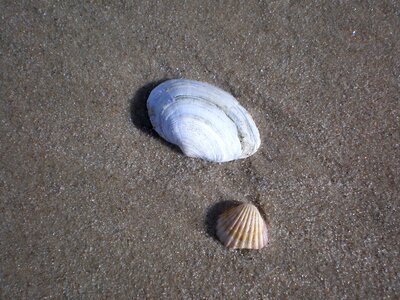 Sand beach beach nature photo