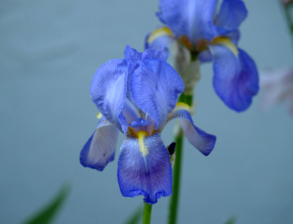 Bloom spring iris