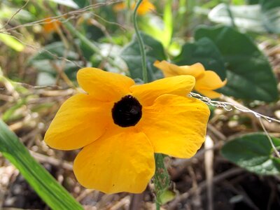 Perennial climbing plant acanthaceae
