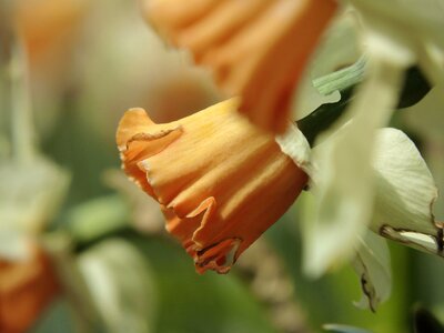 Blossom bloom flower