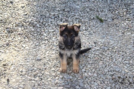 German shepherd dog puppy photo
