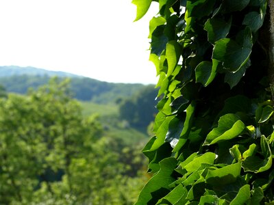Green hedera entwine