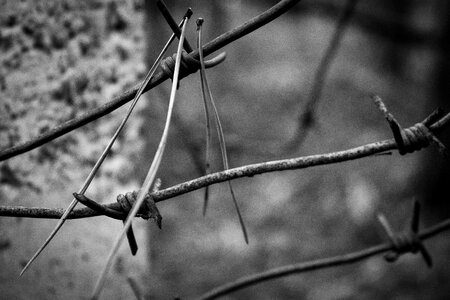 Wire prison autumn