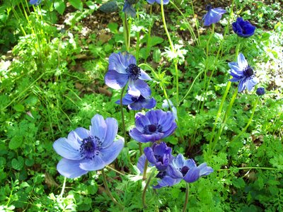 Blue flora petals photo
