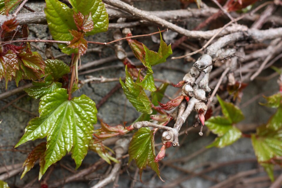 Branch twig nature