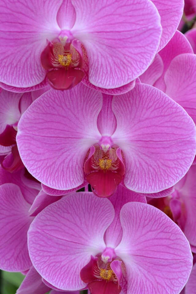 Flower pink plant