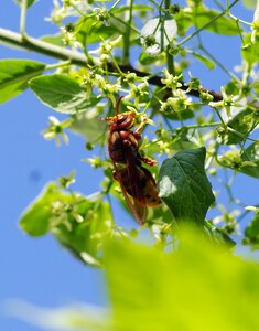 Nature toxic sting
