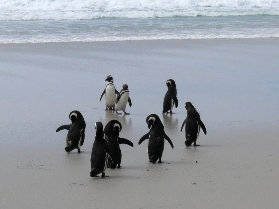 Antarctica southern ocean beach