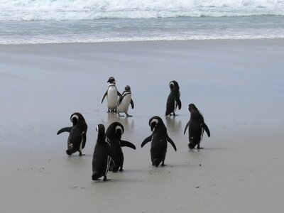 Antarctica southern ocean beach photo