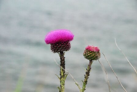 Flower pink thistle