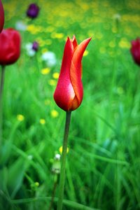 Red blossom bloom