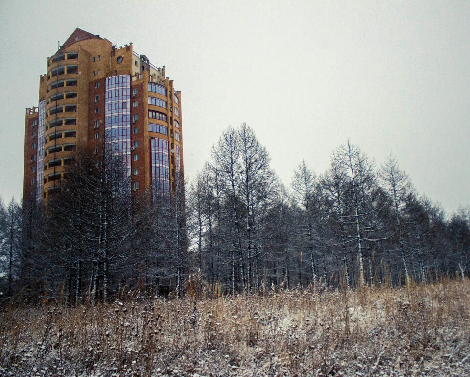 Cold trees grass