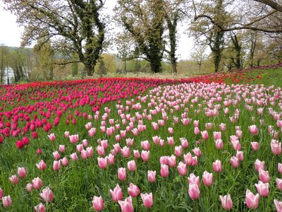 Blossom bloom wild plant photo