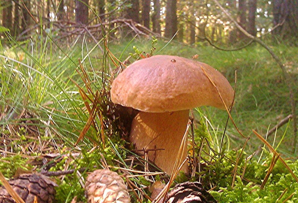 Autumn forest edible