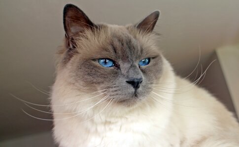 Sacred birman cat breed cat