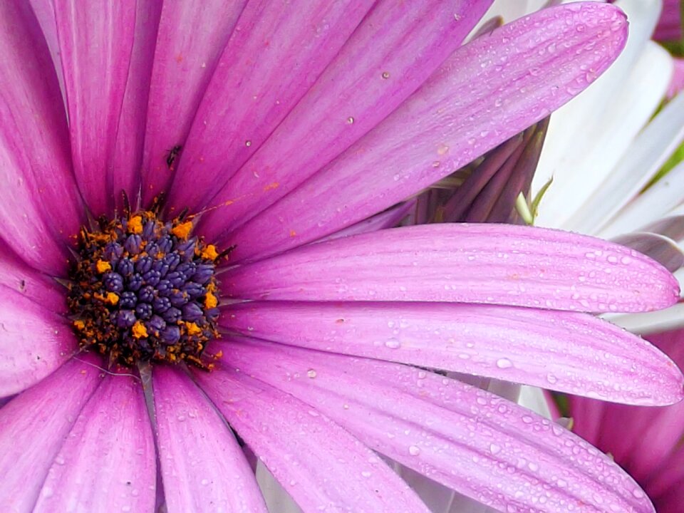 African daisy wild flower photo