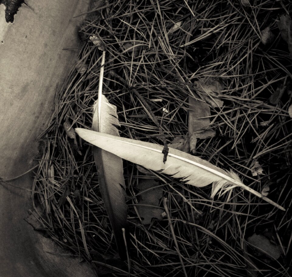 Needles the gloom melancholia