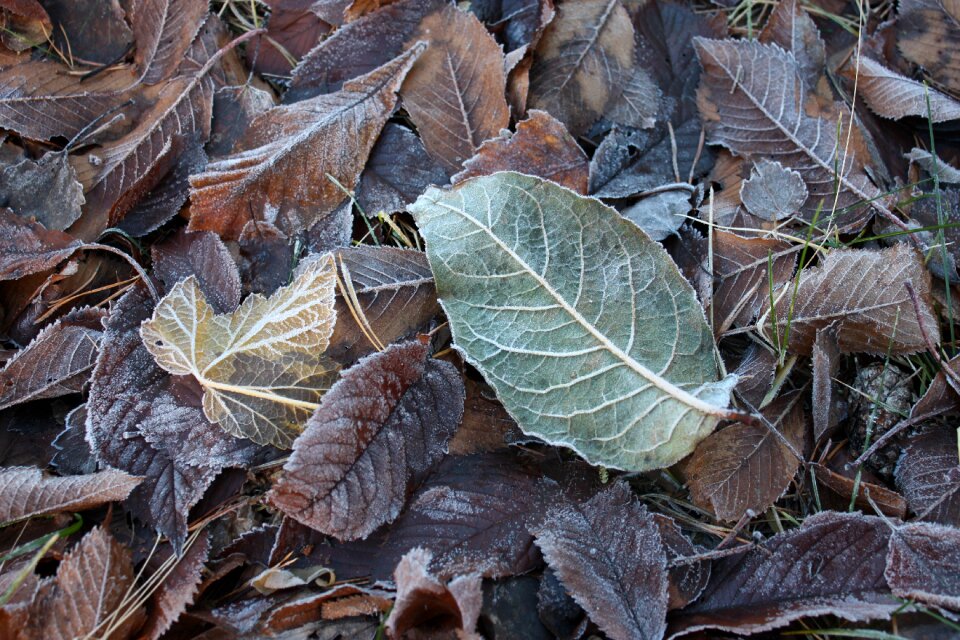 Winter leaf lövhög