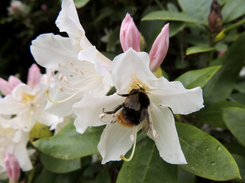 Bloom nectar pollen