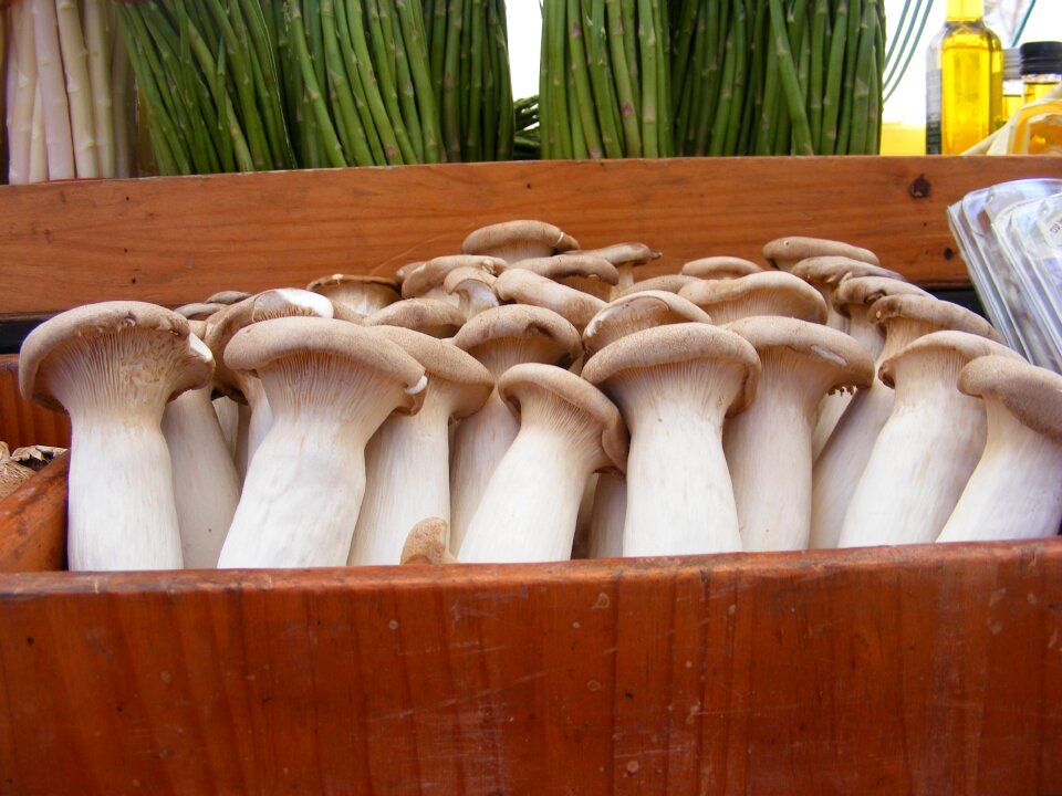 Plant food vegetables