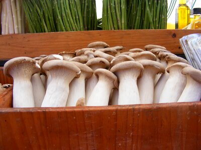 Plant food vegetables