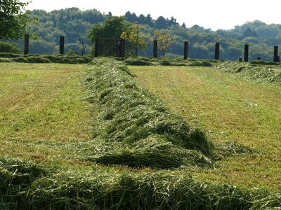 Grass mowed luftrocknung