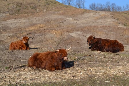 Highland cattle kyloe cows