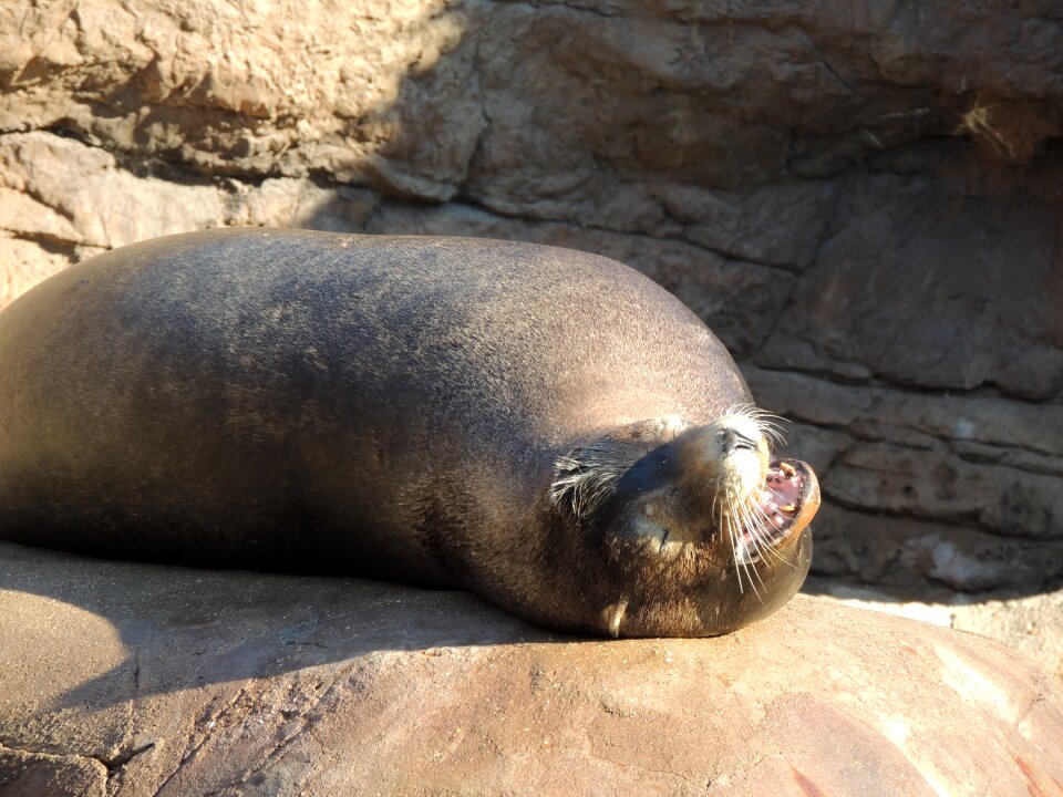 Aquatic wildlife animals