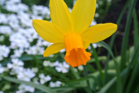 Flower to easter narcissus pseudonarcissus photo