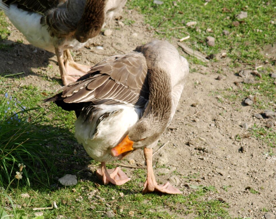 Bird poultry animal