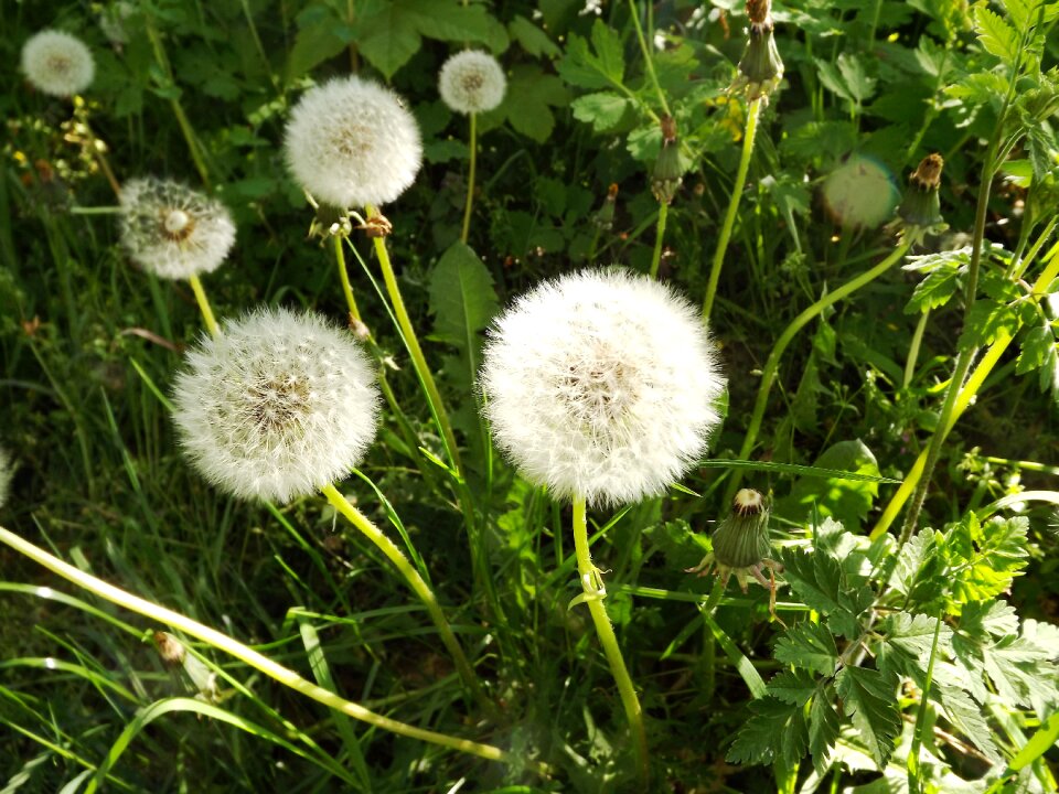 Dandelion taracacum nature