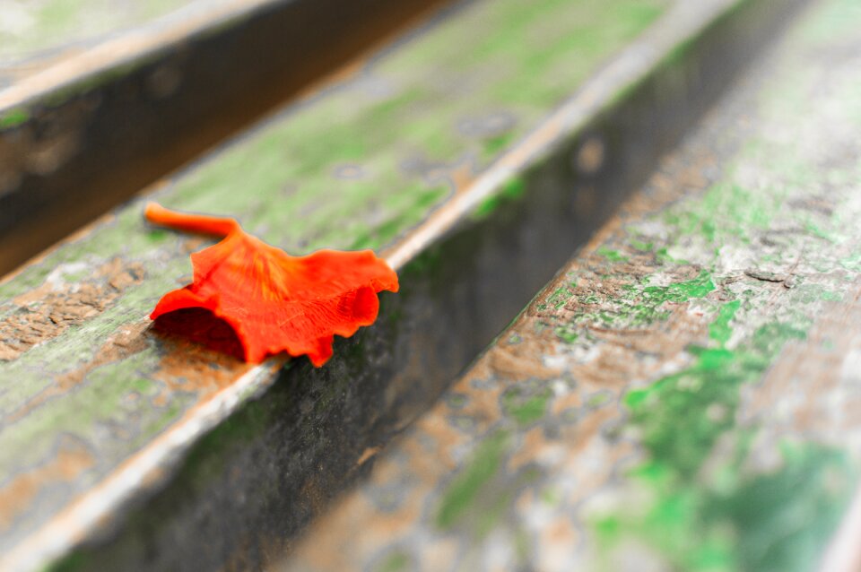 Orange park bench petal photo