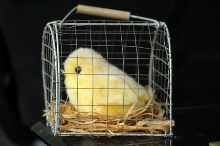 Figure bird yellow