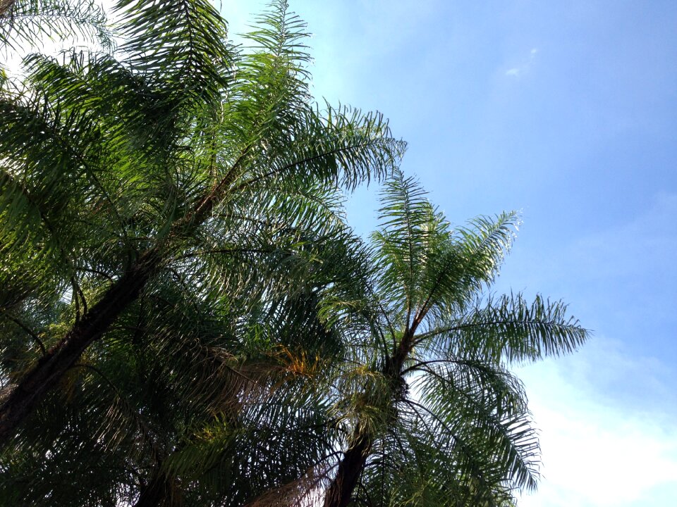 Coconut trees sky shadow