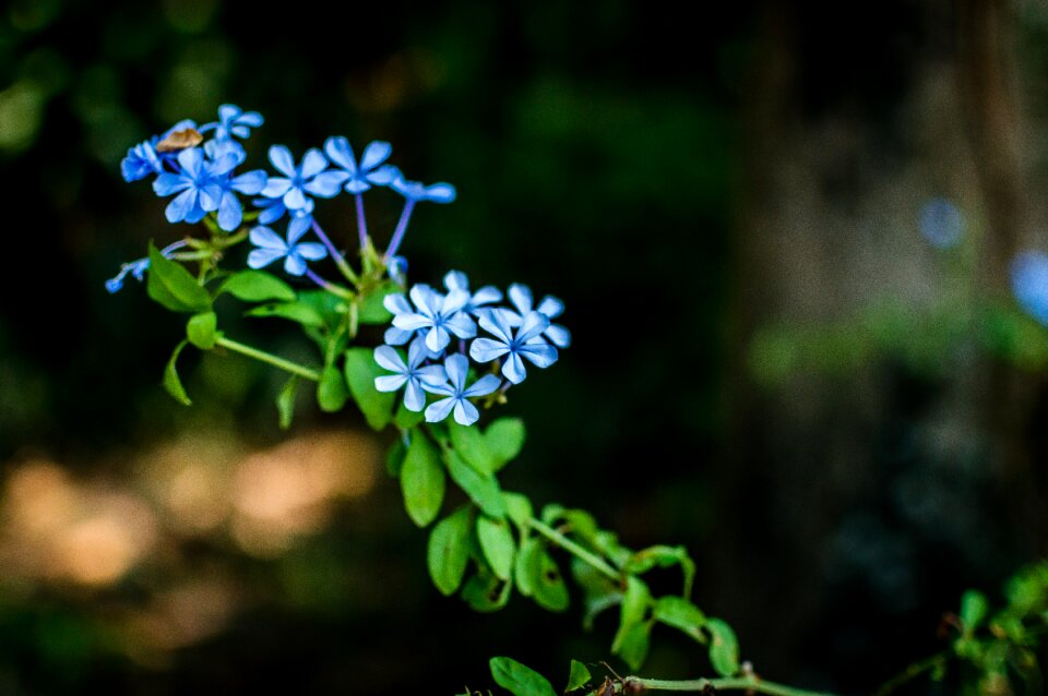 Blue beautiful leaves