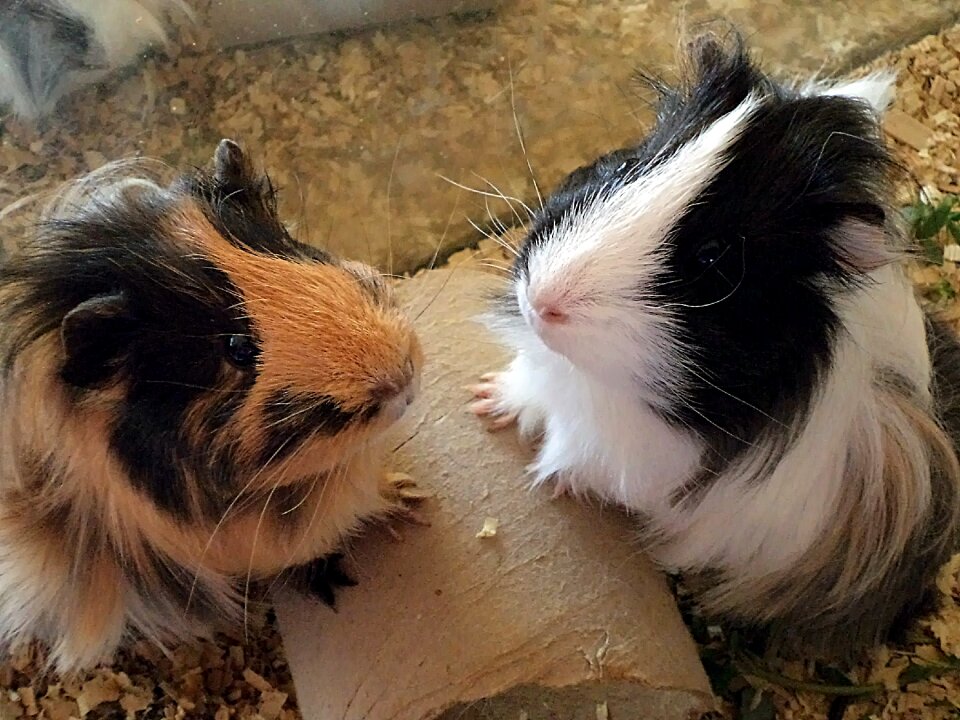 Guinea pig animal rodent