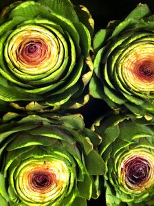 Veggies artichoke flower health photo