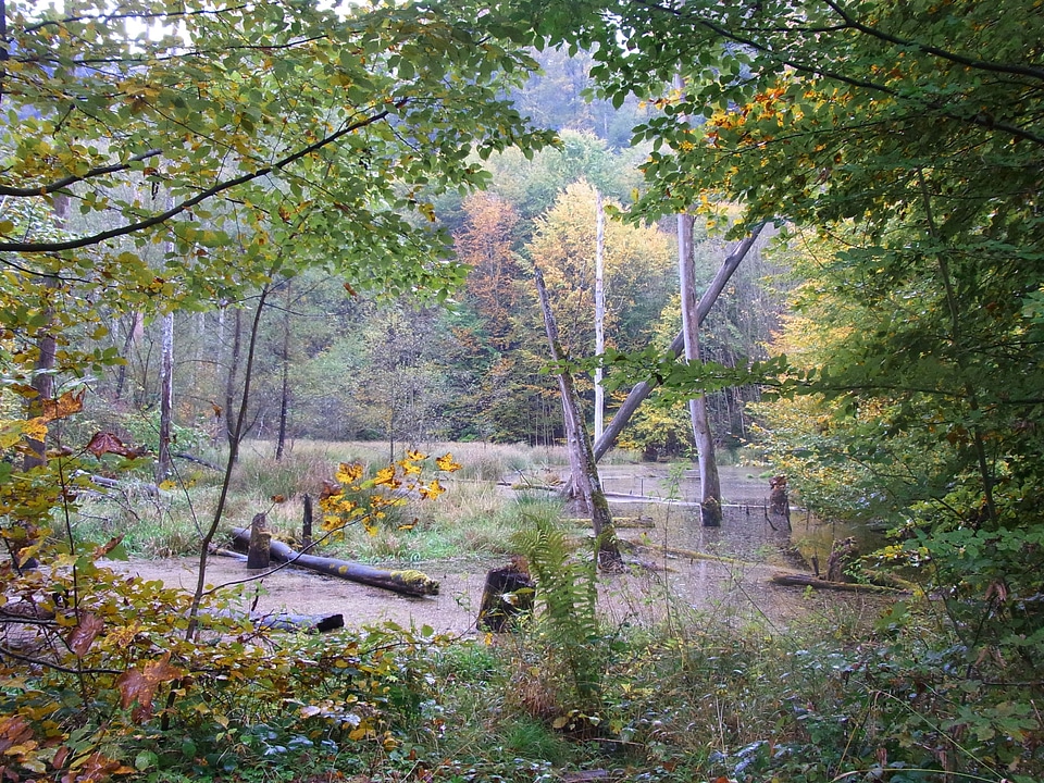 Nature undisturbed tree