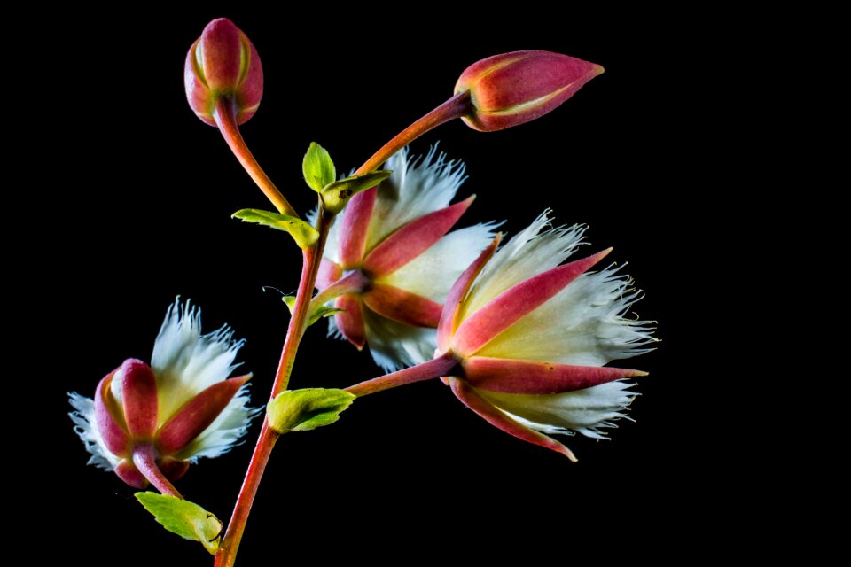 Bloom white flowering twig