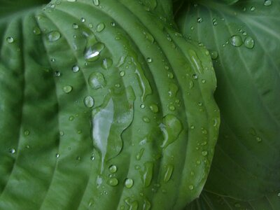 Raindrop close up drop of water
