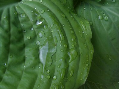 Raindrop close up drop of water photo