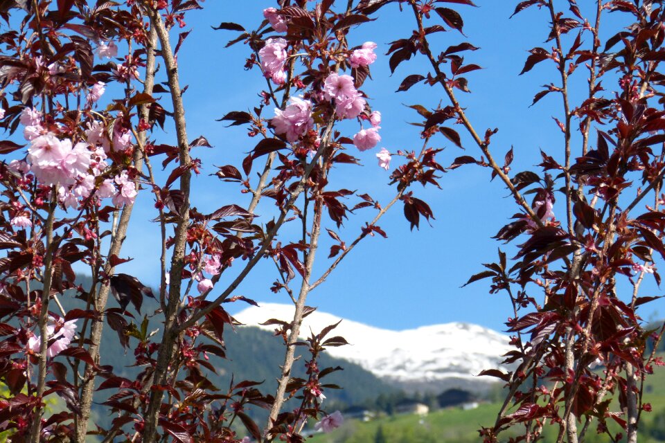 Bloom alpine mountains