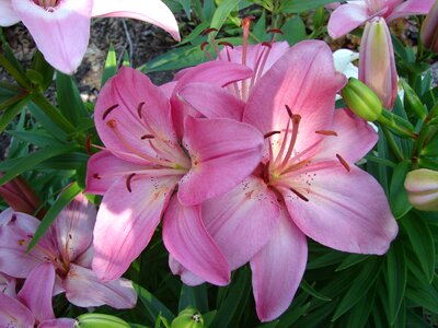Bloom blossom garden flower