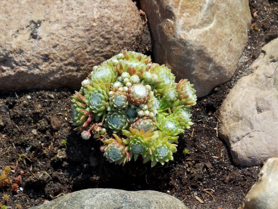 Stone garden spring nature