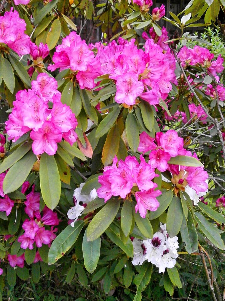 Spring flowers pink pink flower