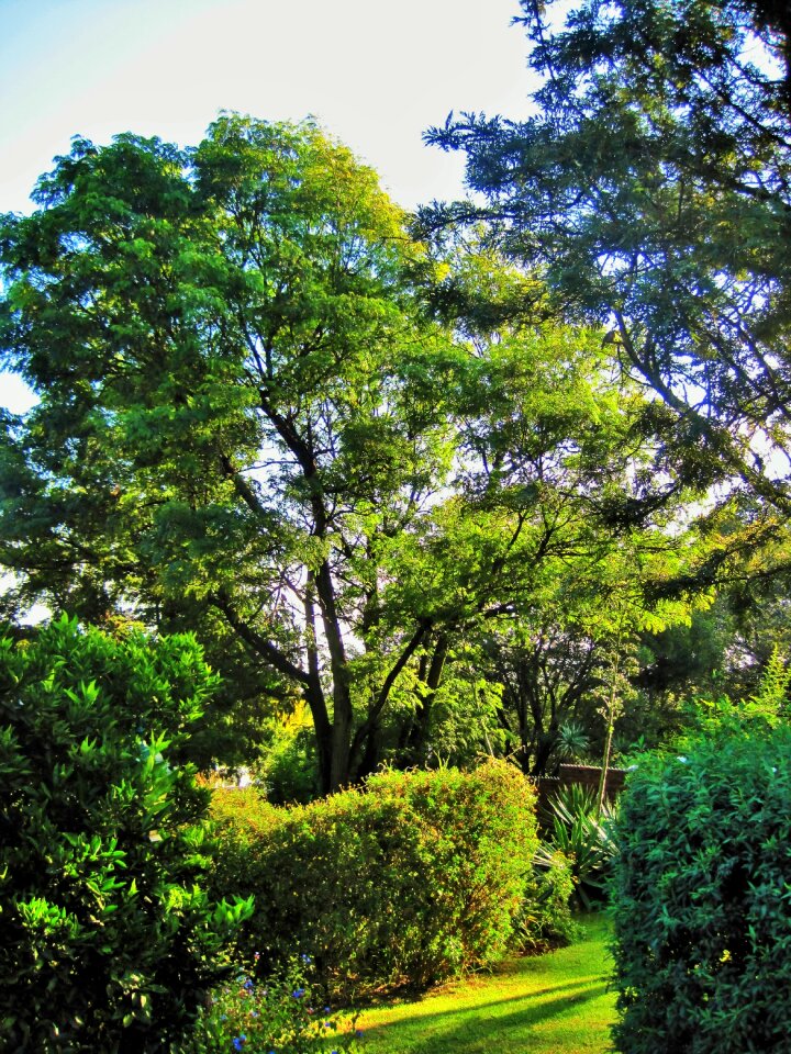 Trees shrubs lawn