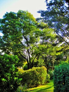 Trees shrubs lawn photo