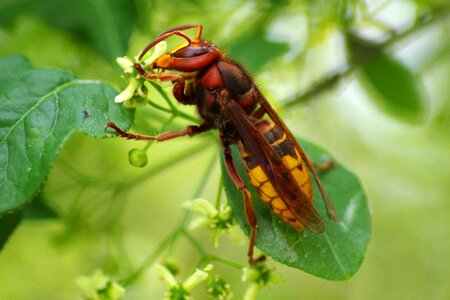 Toxic sting wasp photo